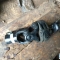 Автозапчасти NISSAN/INFINITI. Кардан рулевой SUBARU Impreza GH2 EL15 300 рублей