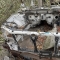 Автозапчасти NISSAN/INFINITI. Половина кузова SUBARU Forester SG5 EJ20 40 000 рублей