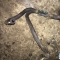 Автозапчасти NISSAN/INFINITI. Шланг HYUNDAI Getz TB13 G4EA 800 рублей