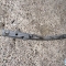 Автозапчасти NISSAN/INFINITI. Планка под фары NISSAN X-Trail NT30 QR20DE 1 000 рублей
